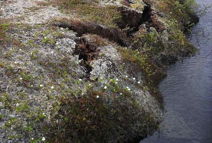 Illustrazione del permafrost di Storflaket in Svezia (Wikipedia Dentren)