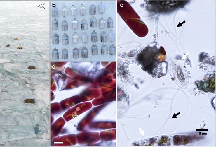 Illustrazione dei campioni rinvenuti nel sud della Groenlandia (Halbach et al., 2025 FOTO) -