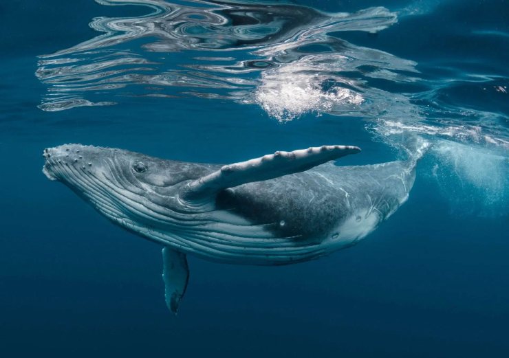 Balena nell'Oceano (WWF foto) - www.marinecue.it