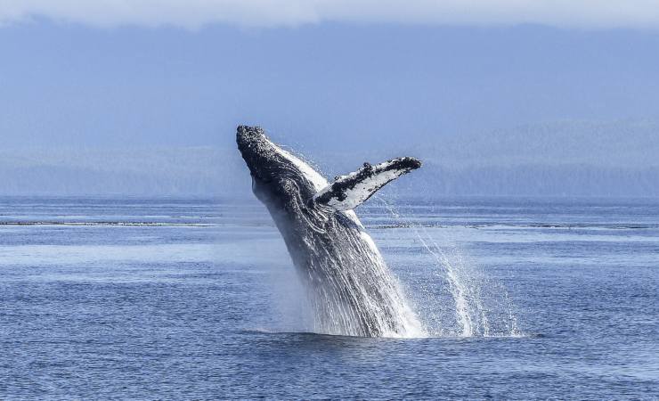 Balena nel mare (Canva foto) - www.marinecue.it