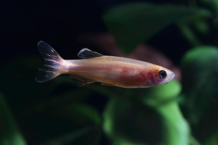 Pesce zebra, ecco il comportamento studiato dagli scienziati (DepositPhotos) - BuildingCUE