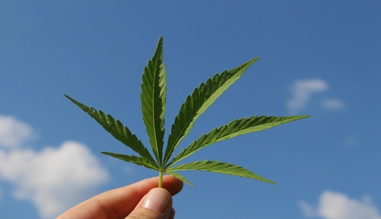 Cannabis: cinque nuove scoperte fanno luce sui rischi e sui benefici (Pixabay Foto) - www.biomedicalcue.it