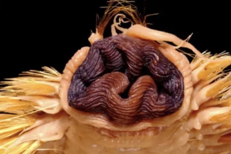 Eulagisca gigantea (Screenshot Smithsonian Oceanographic Sorting Center) - www.maricecue.it