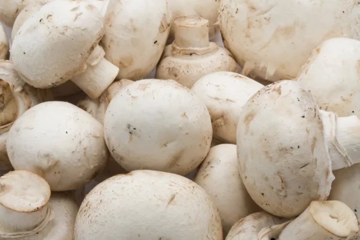 Illustrazione di alcuni funghi champignon (Depositphotos FOTO) - www.biomedicalcue.it