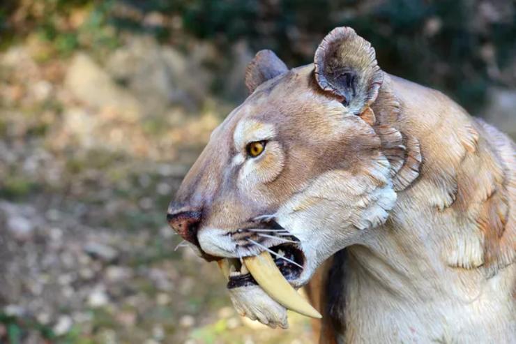 La ricostruzione di una "tigre dai denti a sciabola" (Depositphotos FOTO) - www.sciencecue.it