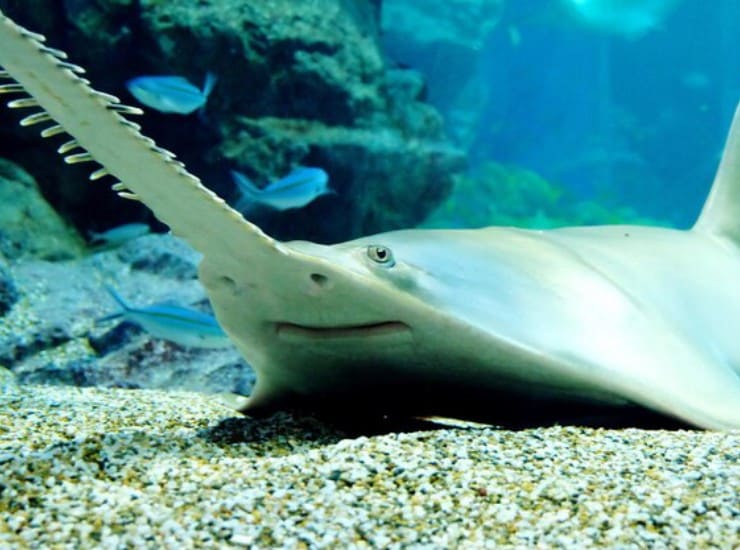 Pesce sega, l'estinzione potrebbe essere vicina ma non inevitabile ecco chi prova a salvarlo (Freepik Foto) - www.marinecue.it