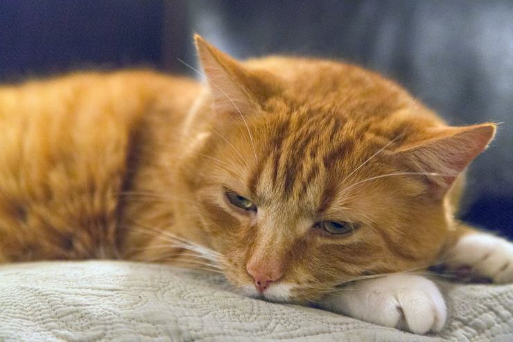 Gatto arancione (Pexels FOTO) - www.sciencecue.it