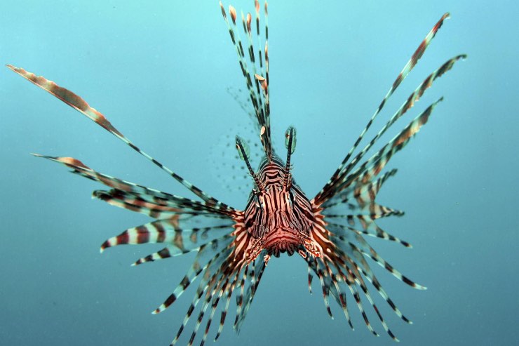 Specie aliena marina (Wikimdeia Commons foto, Jens Petersen) - www.marinecue.it