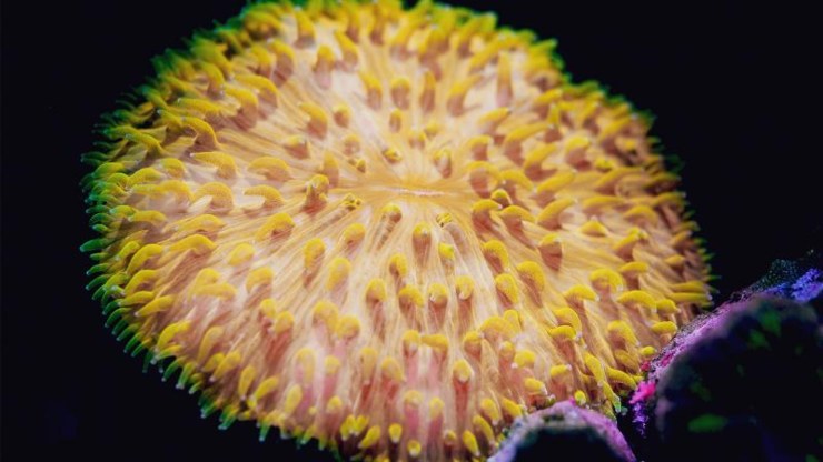 Cycloseris cyclolites (QUT foto) - www.marinecue.it