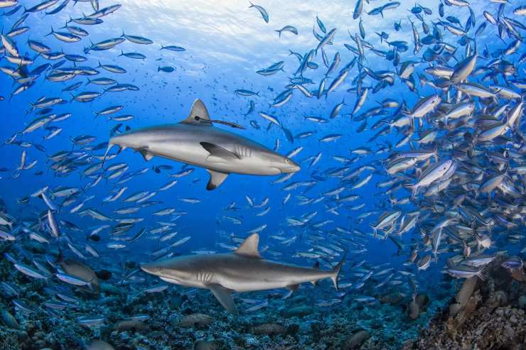 Coppia di squali bianchi in mezzo alle prede (WWF foto) - www.marinecue.it