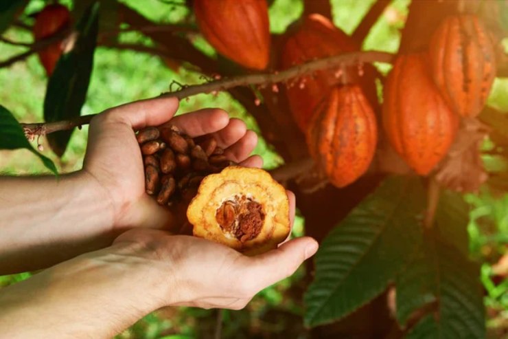 Piante di cacao