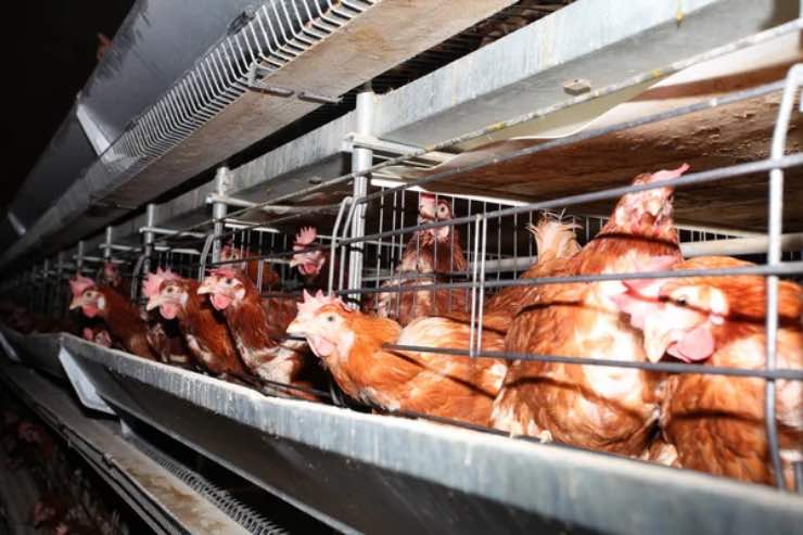 Qual è la situazione del virus h5n1 nel mondo - sciencecue.it (Deposit Photo)