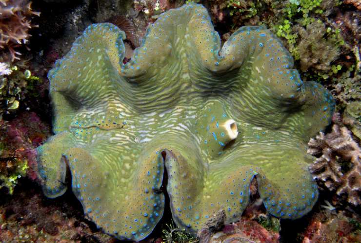 Illustrazione di un individuo di Tridacna Tridacna cf. gigas (Wikipedia Nhobgood FOTO) - www.marinecue.it