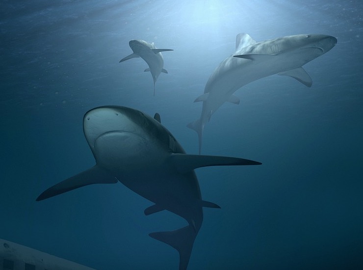 Illustrazione di alcuni squali (PIXABAY FOTO) - www.marinecue.it