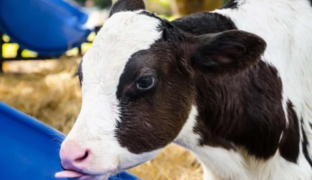 L'AI traduce il linguaggio emotivo degli animali: una svolta per allevamenti e conservazione - Vitellino (depositphotos foto) - www.sciencecue.it