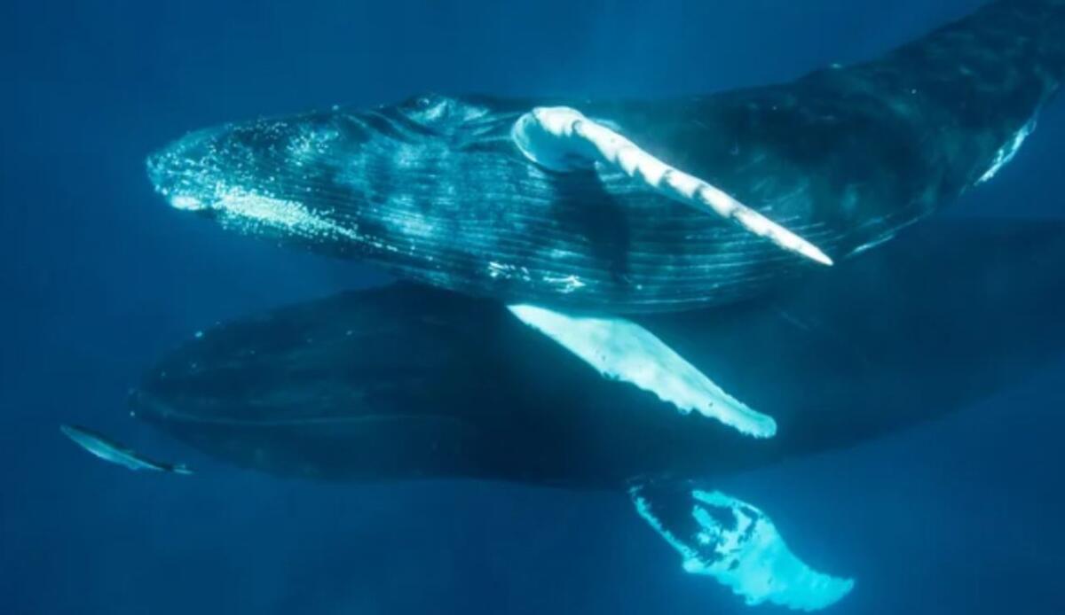 Le balene migrano per migliaia di chilometri, trasportando con sé nutrienti vitali per la vita oceanica - Balene (Depositphotos foto) - www.marinecue.it