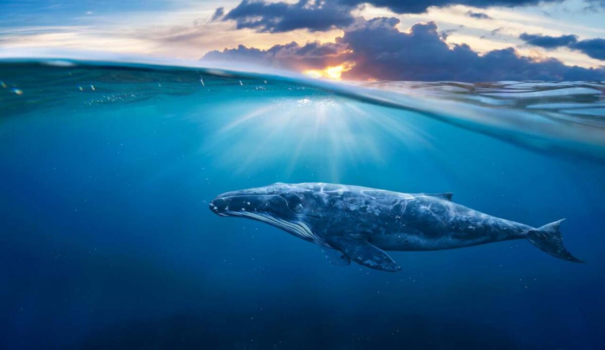 Mappare il mare con l'AI: così i ricercatori proteggono le balene dai pericoli dell’uomo - Mappare il mare con l'IA (depositphotos.com) - www.marinecue.it