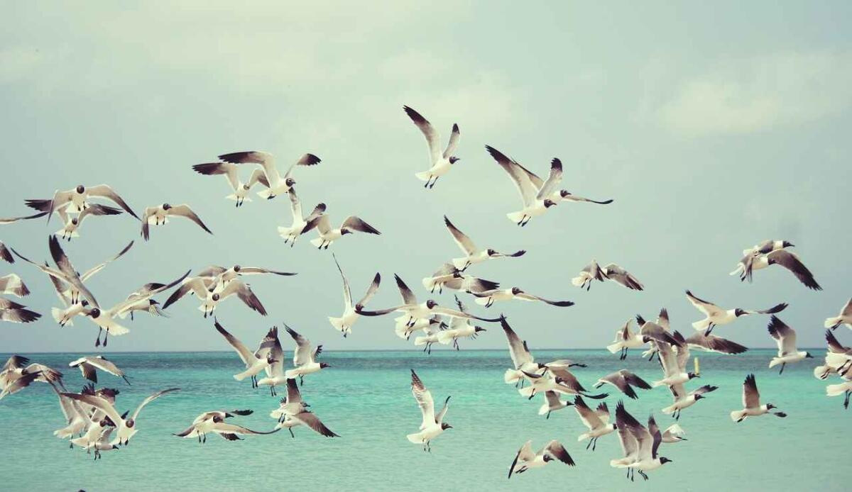 Ripetute invasioni hanno plasmato l’avifauna della Nuova Zelanda sin dall’ultima Era Glaciale - Illustrazione di uno stormo di gabbiani (Pixabay FOTO) - www.sciencecue.it