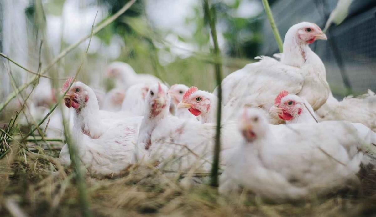 Meno Campylobacter nel pollo: un nuovo additivo potrebbe prevenire infezioni alimentari - Galline in allevamento (Pixabay foto) - www.sciencecue.it