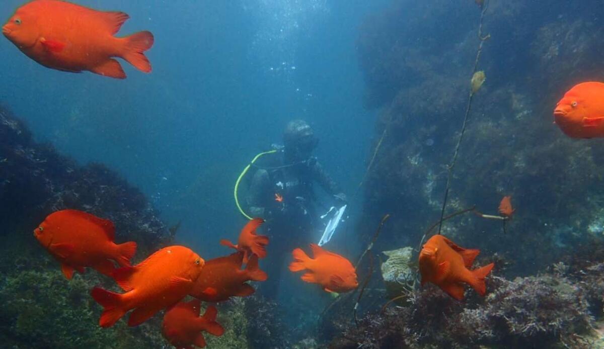 Dal 1999 a oggi: le riserve marine della California aiutano a ripopolare il mare - California, ecco gli effetti delle aree marine protette (news.ucsb.edu) - MarineCUE