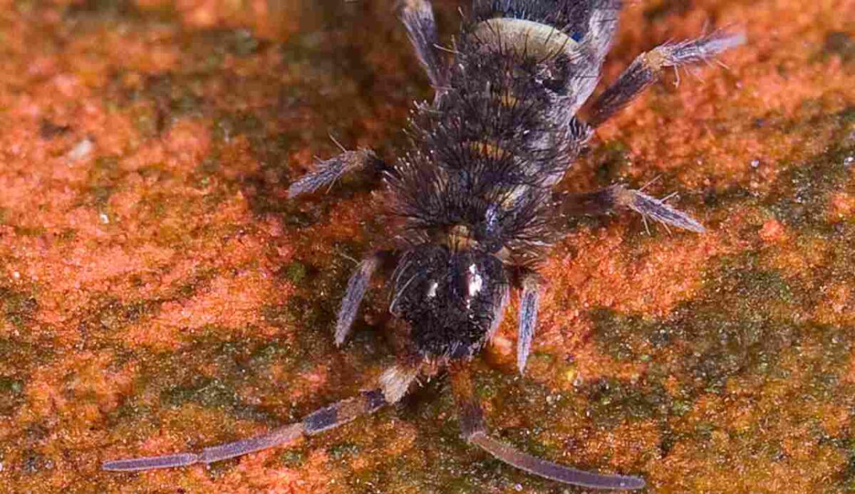 Nuovo robot agile e leggero: cammina, salta e scala ostacoli - Illustrazione di un individuo di Orchesella cincta (Wikipedia Mvuijlst FOTO) - www.systemscue.it