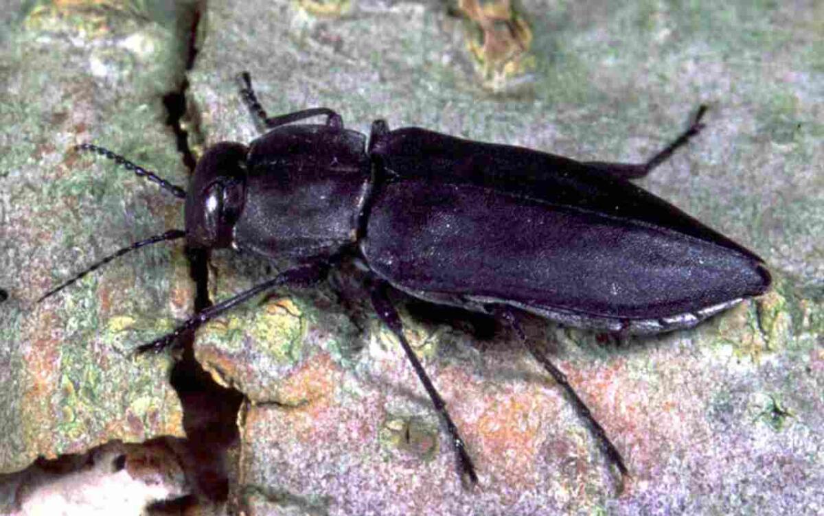 Gli scarabei che si accoppiano nelle vicinanze di un incendio - Melanophila acuminata (Credits: Der Schwarze Kiefernprachtkäfer Melanophila acuminata. (c) AG Prof. Schmitz) - www.sciencecue.it