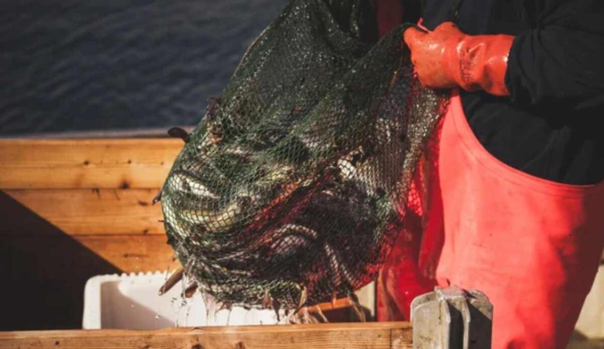 Pesca eccessiva: l’anguilla americana rischia di seguire il destino di quella europea, già criticamente minacciata - Pesca con rete (Depositphotos foto) - www.marinecue.it