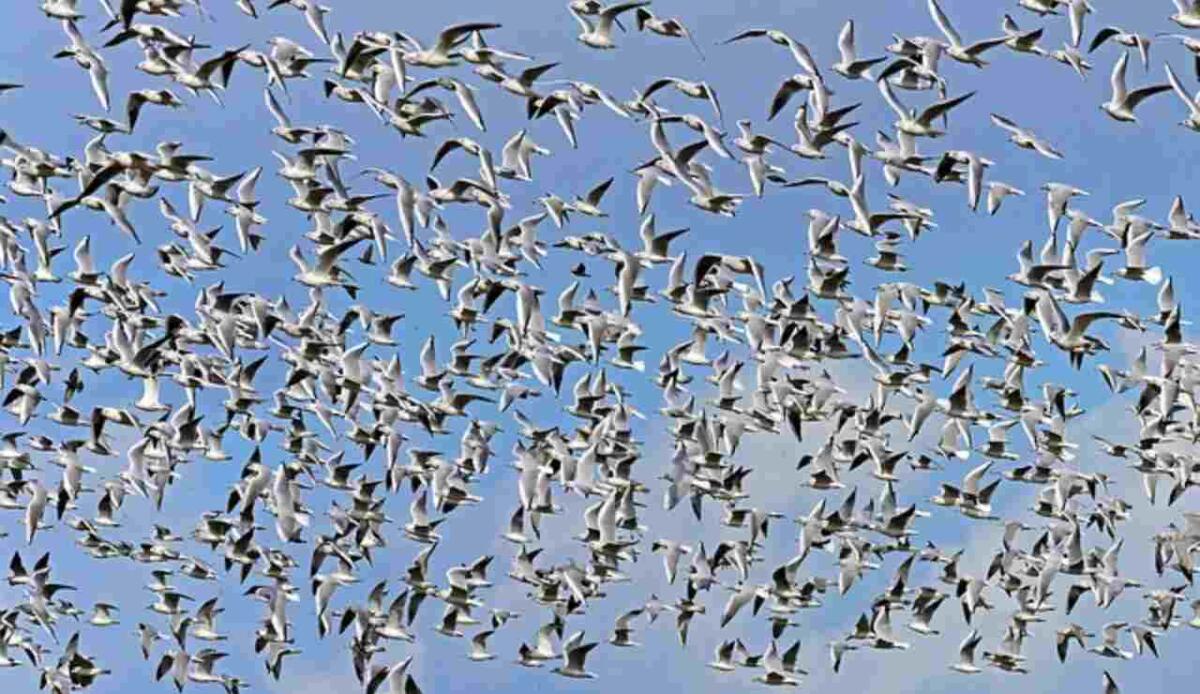 Evoluzione, le piume e il corpo degli uccelli si modificano in modo indipendente - Stormo di uccelli (Pixabay foto) - www.sciencecue.it