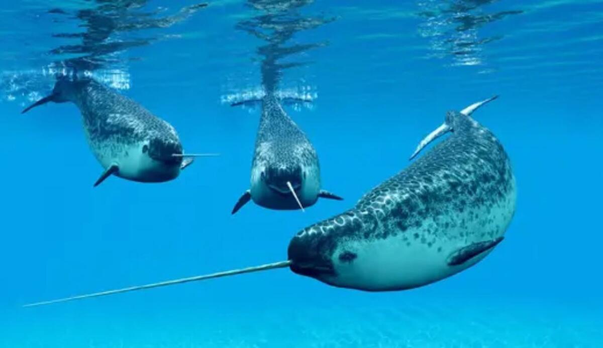 Gli unicorni esistono e vivono in mare | I ricercatori hanno scoperto a cosa serve la loro zanna: rivelato segreto dopo un secolo - Narvali (Depositphotos foto) - www.marinecue.it