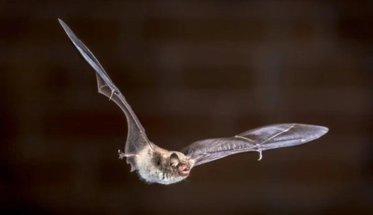 Genetica e conservazione: pipistrelli in pericolo a causa di infezioni latenti - Pipistrello in volo (Depositphotos foto) - www.sciencecue.it
