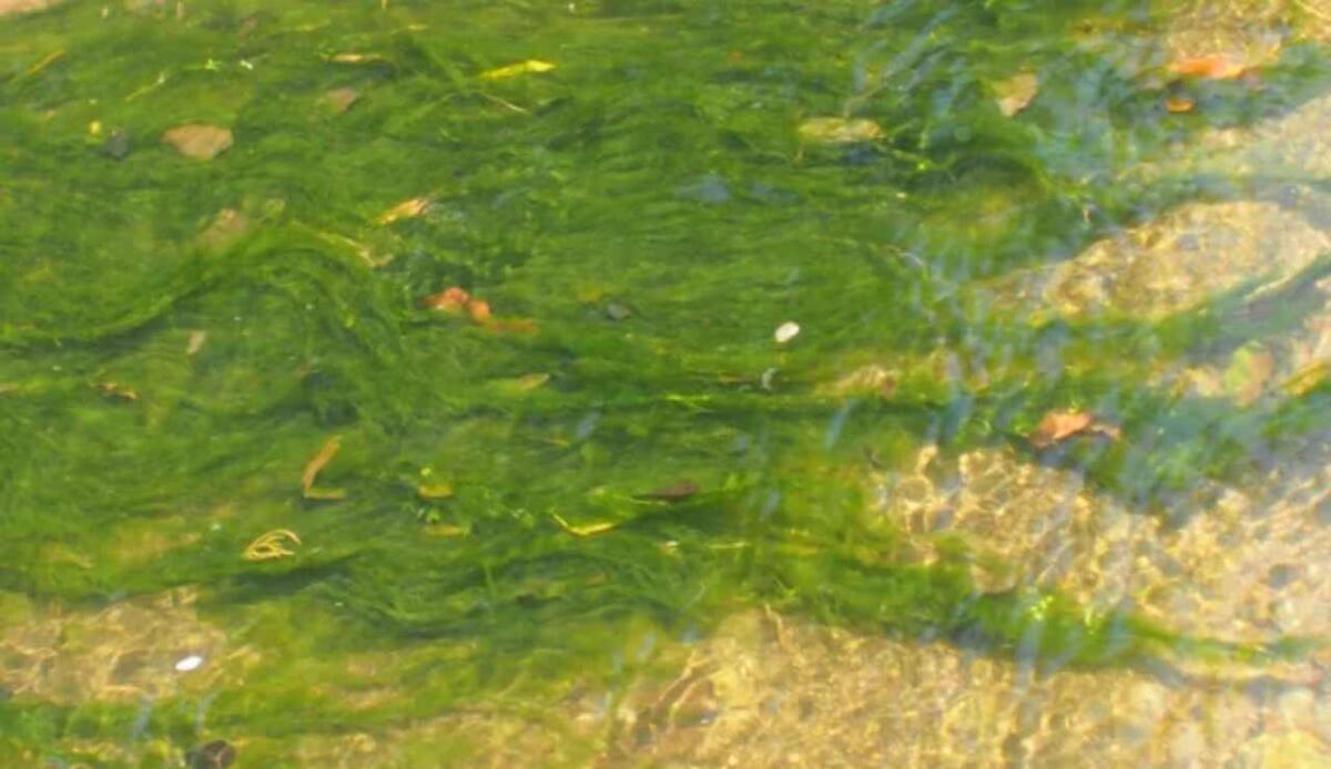 Acqua contaminata da alghe tossiche? UV e cloro la rendono sicura senza residui dannosi - Presenza di alghe in acqua (Depositphotos foto) - www.marinecue.it