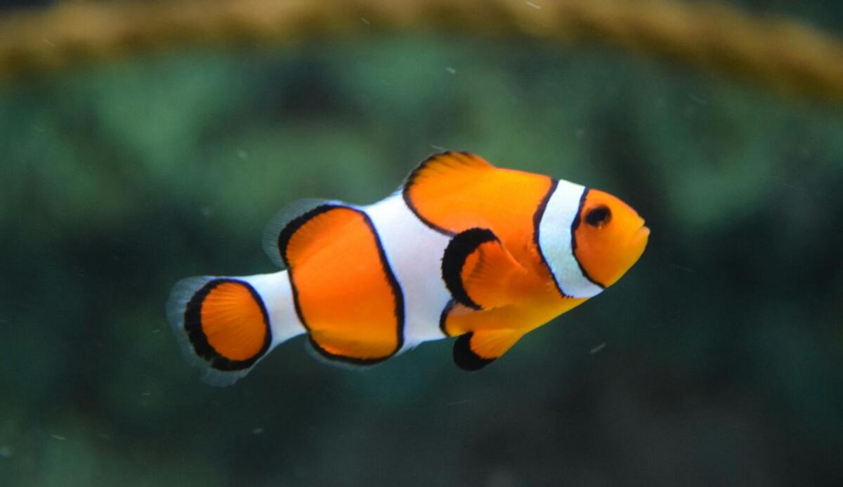 Svelato il segreto dei pesci pagliaccio: bassi livelli di acido sialico li proteggono dalle punture - Illustrazione di un pesce pagliaccio (Pexels FOTO) - www.marinecue.it