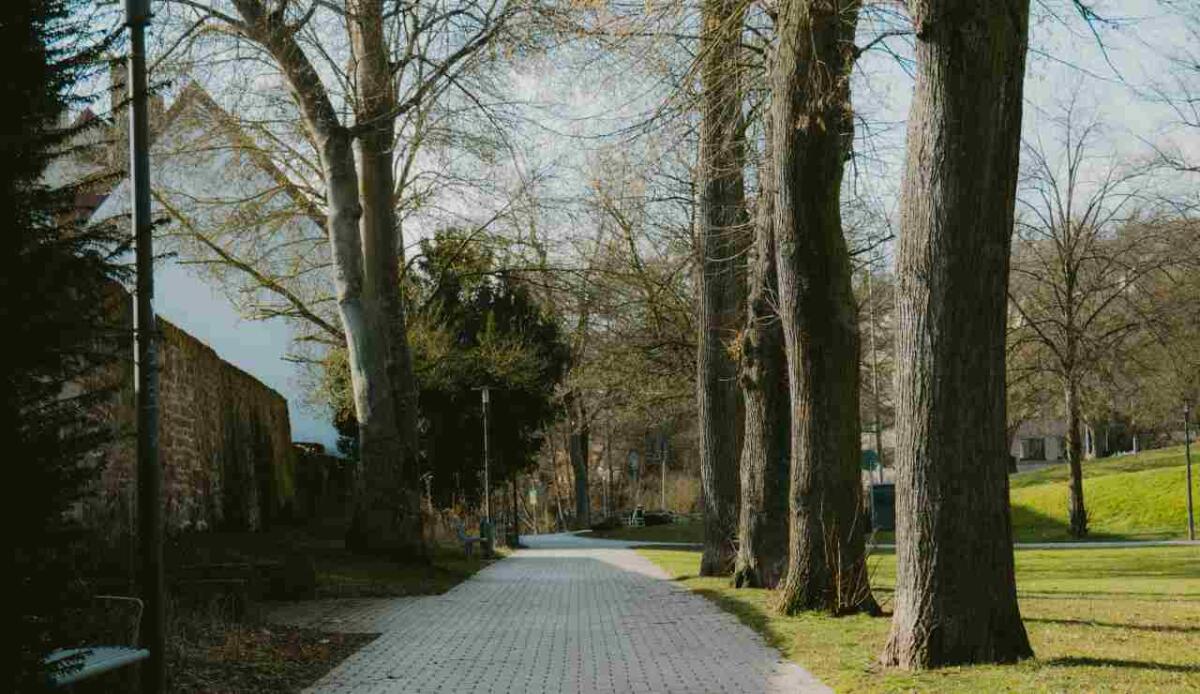 AI, un nuovo sistema migliora del 13,4% la mappatura degli spazi verdi urbani - Illustrazione di uno spazio verde in città (Pexels FOTO) - www.energycue.it