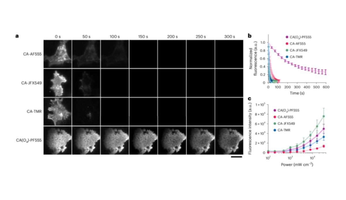 PF555: il colorante fluorescente che dura 10 volte di più dei precedenti - Super-fotostabilità di PF555 (www.researchgate.net foto) - www.systemcue.it