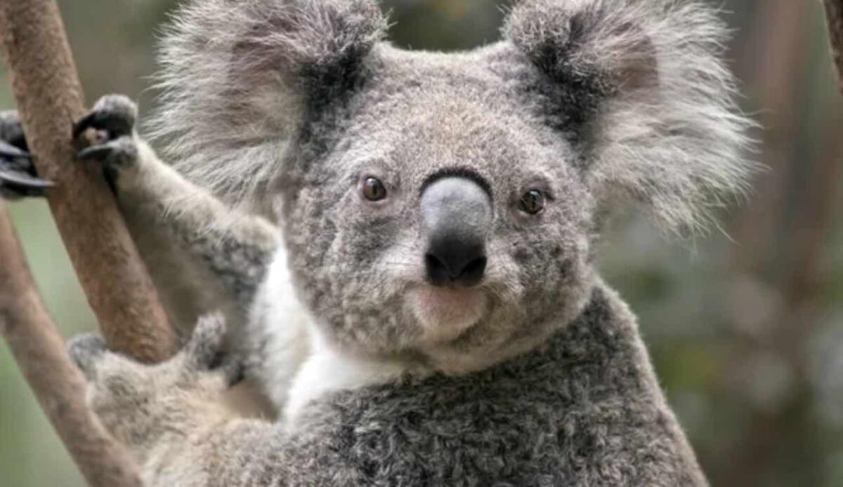 Popolazione in declino: il 24% dei koala scomparso in 20 anni, e quelli di Sydney rischiano di più - Koala (Depositphotos foto) - www.sciencecue.it