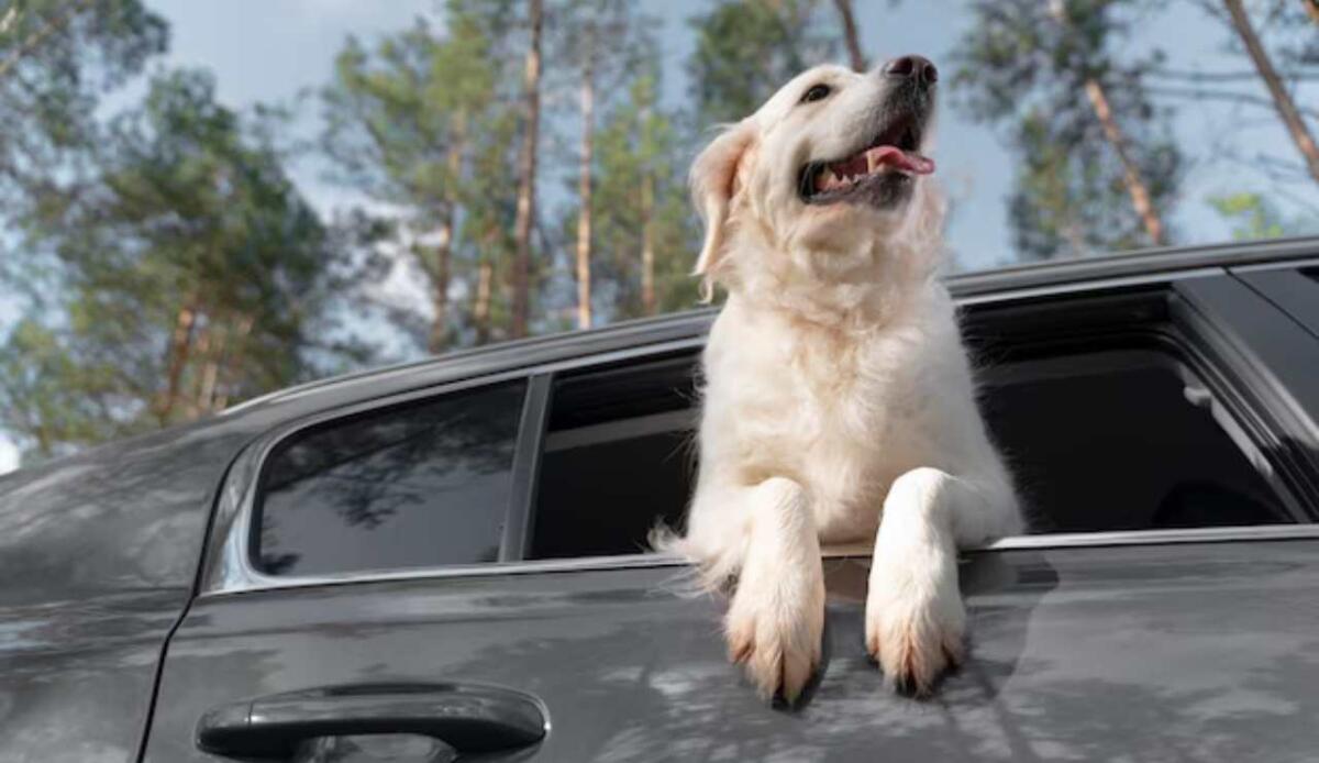 Meno stress e più comfort: i cani preferiscono le auto elettriche! - Cane in automobile (Freepik foto) - www.vehiclecue.it