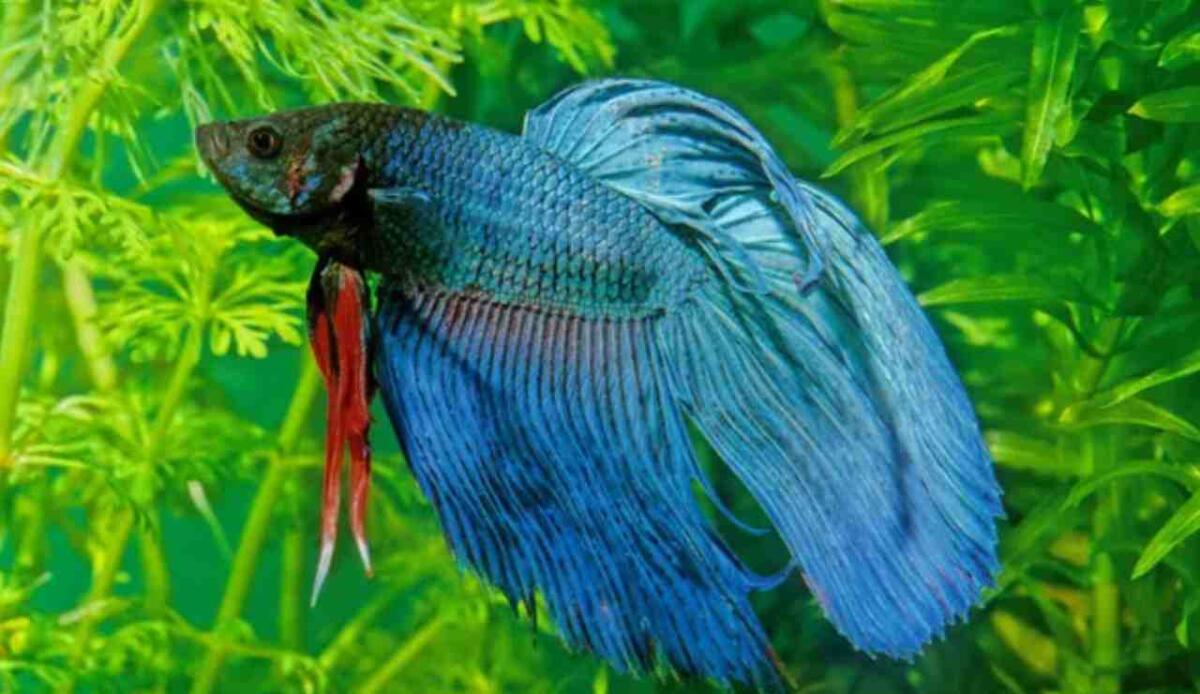 Pesci combattenti siamesi: gli acquari nei negozi sono troppo piccoli per il loro benessere - Pesce combattente siamese (Depositphotos foto) - www.marinecue.it