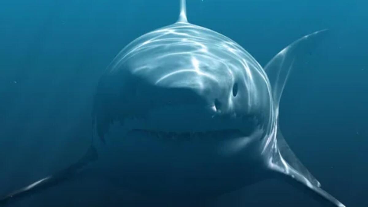 Megalodon: il più grande squalo della storia aveva una forma diversa da come lo immaginavamo - Megalodon nelle profondità marine (Shutterstock foto) - www.marinecue.it