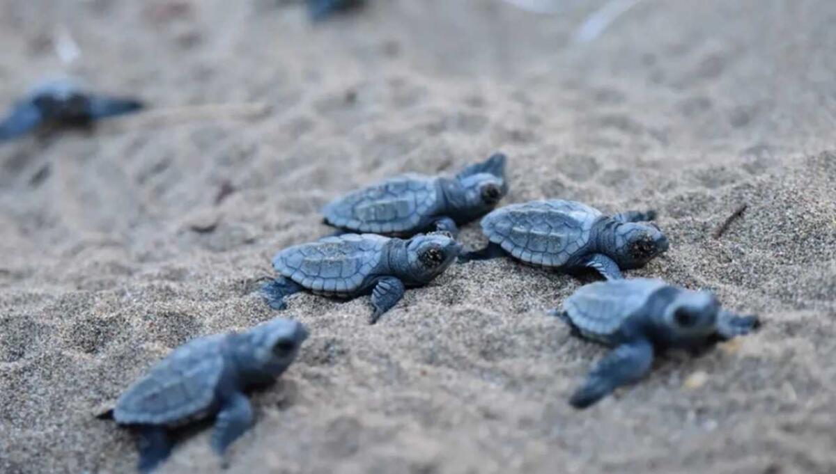 Tartarughe in anticipo: il cambiamento climatico modifica la nidificazione - Piccole tartarughe sulla spiaggia (Pixabay foto) - www.marinecue.it