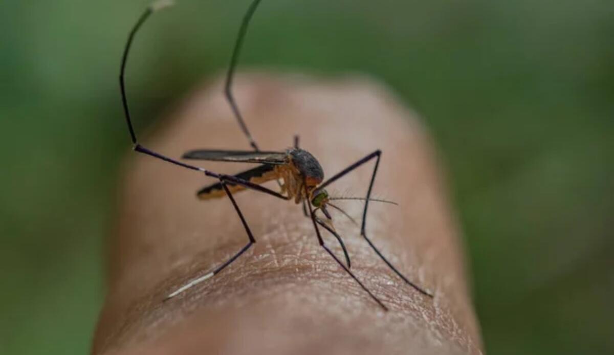 Sensori ispirati alle zanzare: saranno i nuovi alleati per il rilevamento di possibili disastri - Zanzara su dito (depositphotos foto) - www.sciencecue.it
