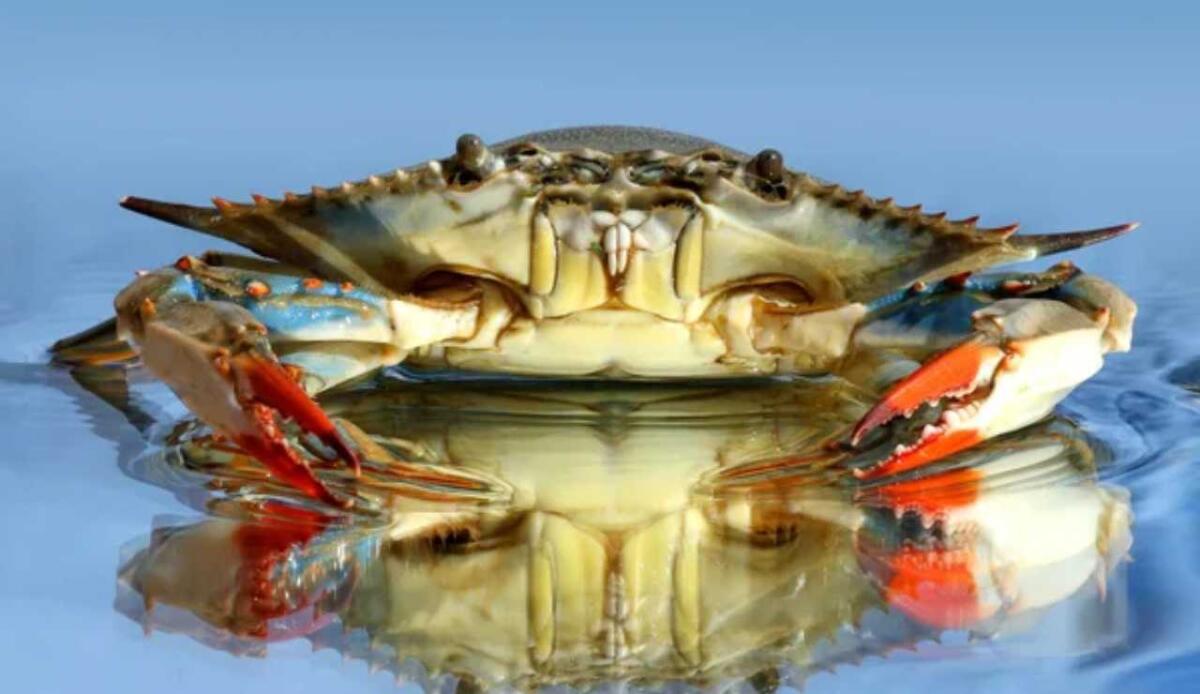 Il granchio blu: un predatore vorace che minaccia le nostre coste - Granchio blu visto frontalmente (Depositphotos foto) - www.marinecue.it