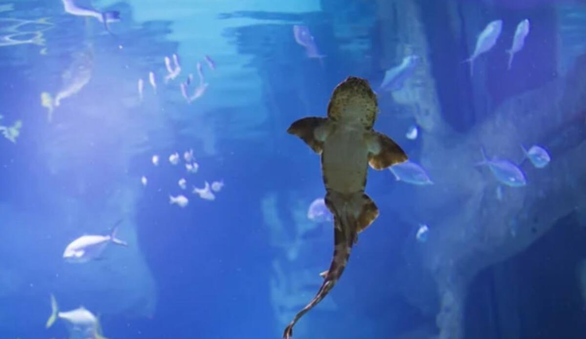 Uno squalo a rischio: il whitefin swellshark rischia di perdere il 70% del suo habitat - Squalo da proteggere (Depositphotos foto) - www.marinecue.it