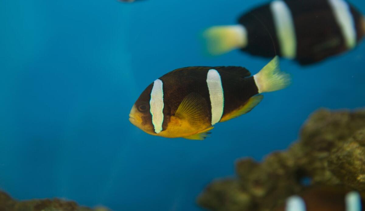 Surriscaldamento degli oceani: alcune specie migrano, altre rischiano l’estinzione - Proteggere la biodiversità (depositphotos.com) - www.marinecue.it