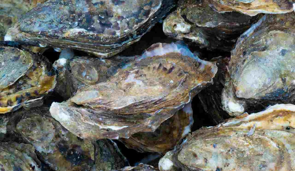 Ostriche e sostenibilità: il piano da 14 milioni che ha rilanciato la pesca e l’ecosistema - Ostriche (Pixabay foto) - www.marinecue.it