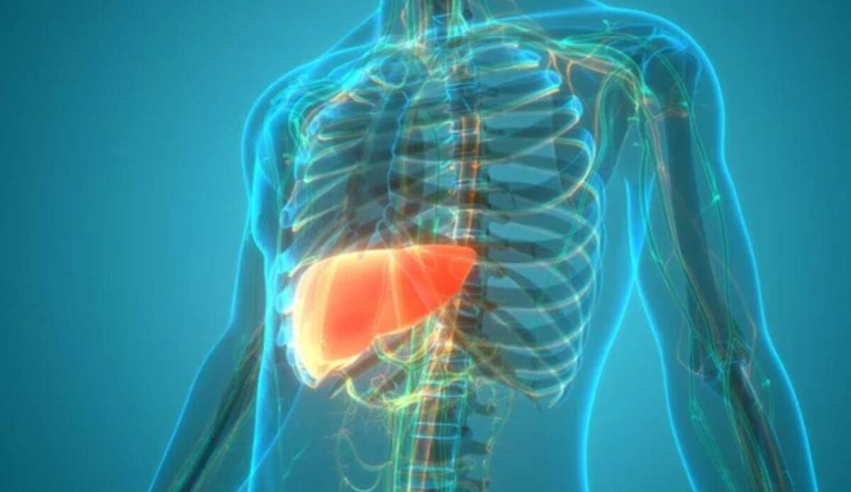 Fibrosi e metabolismo epatico: le cellule stellate regolano la salute del fegato e ne mantengono le dimensioni - Fegato umano (Depositphotos foto) - www.biomedicalcue.it