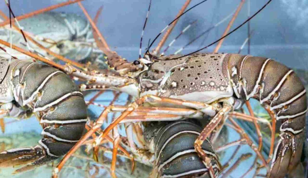 Molluschi e crostacei si adattano meglio ai cambiamenti climatici se vivono in città - Crostacei (Depositphotos foto)  - www.sciencecue.it