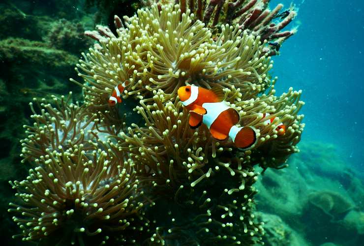 Illustrazione di un pesce pagliaccio vicino ad un anemone (Pexels FOTO) - www.marinecue.it