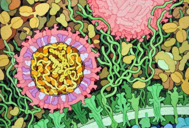 Illustrazione di una sezione trasversale del virus Zika (Wikipedia David Goodsell FOTO) - www.biomedicalcue.it