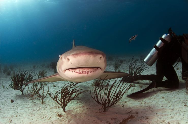 Squali in Groenlandia, la longevità è data da due fattori principali (DepositPhotos) - MarineCUE