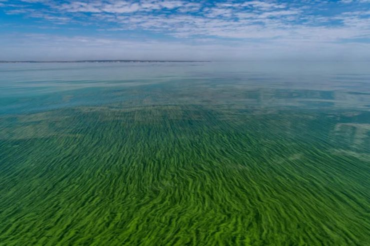 Proliferazione di cianobatteri in mare (Depositphotos foto) - www.marinecue.it